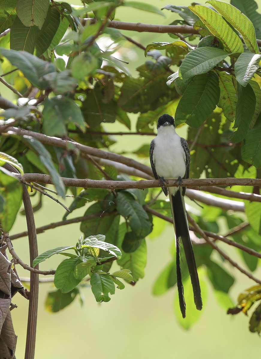 Fork-tailed Flycatcher - Per Smith