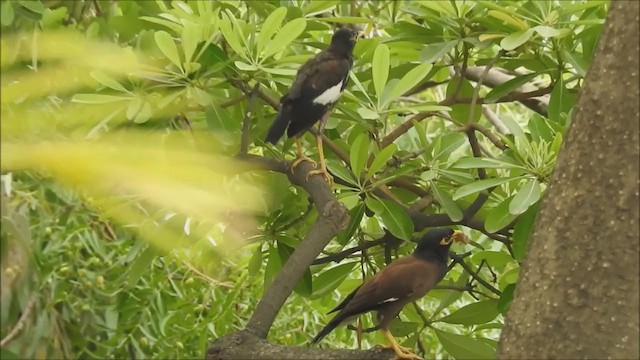 Common Myna - ML249888261