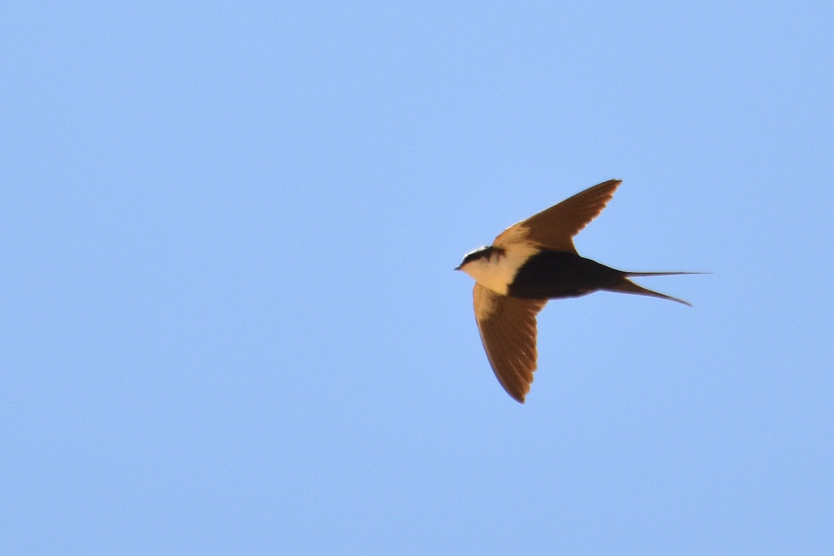 White-backed Swallow - Chris Chafer