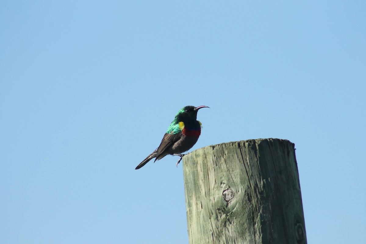Southern Double-collared Sunbird - ML249890601