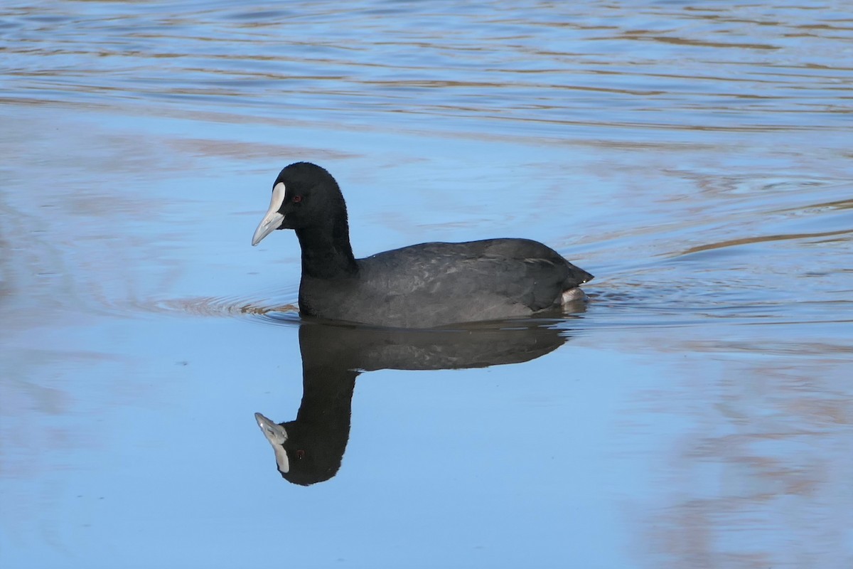 Eurasian Coot - ML249891881