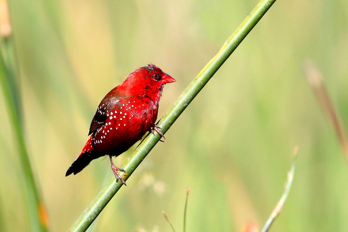 Red Avadavat - Novelkumar M S