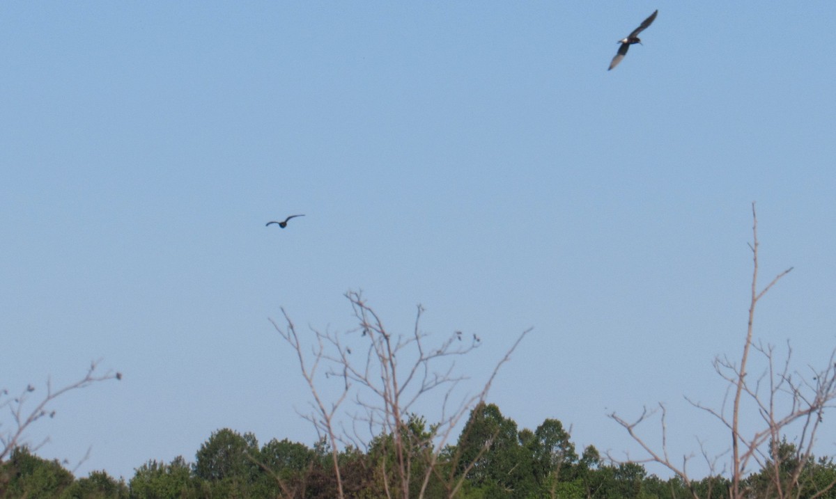 Black Tern - ML249892991