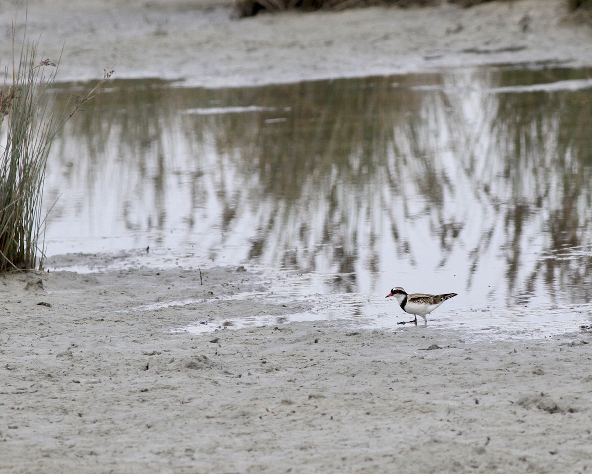 Black-fronted Dotterel - ML249893081