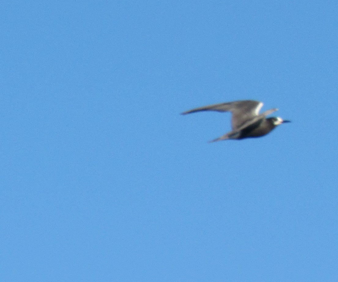 Black Tern - Andrew Wolfgang