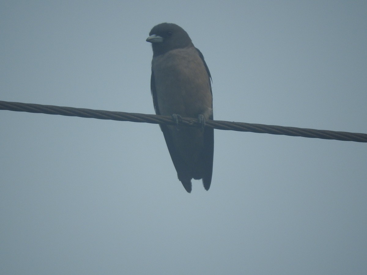 Ashy Woodswallow - ML249896481