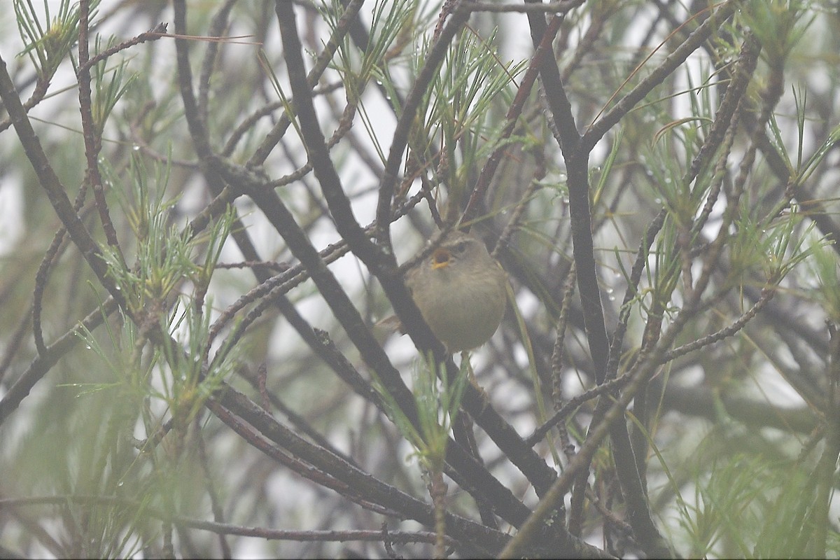 Yellowish-bellied Bush Warbler - ML249900021