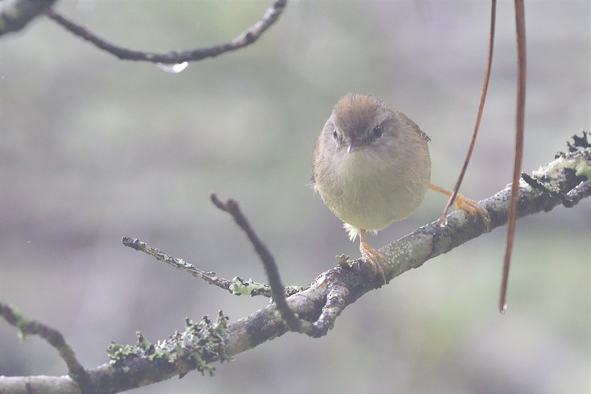 Yellowish-bellied Bush Warbler - ML249900031