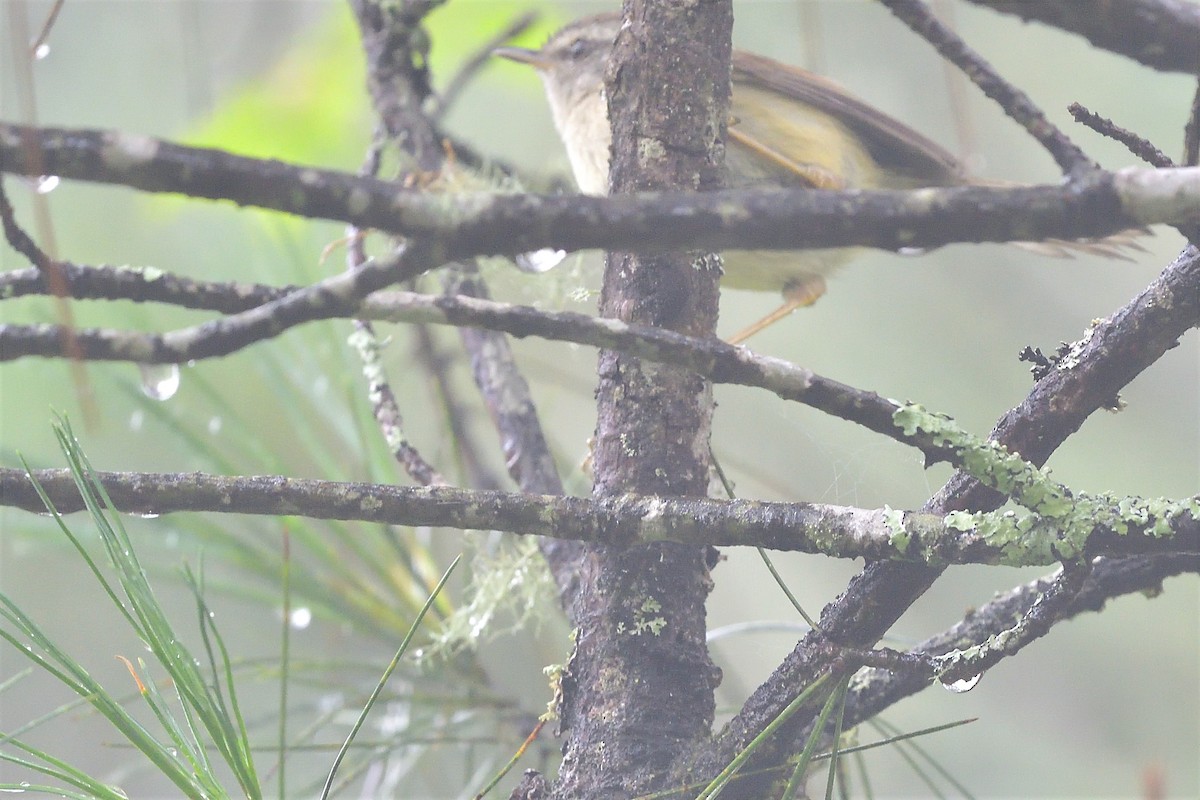 Yellowish-bellied Bush Warbler - ML249900041