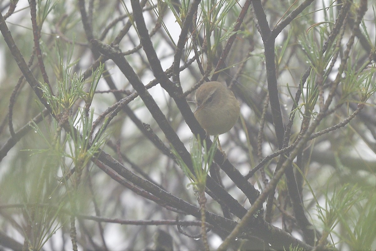 Yellowish-bellied Bush Warbler - ML249900061