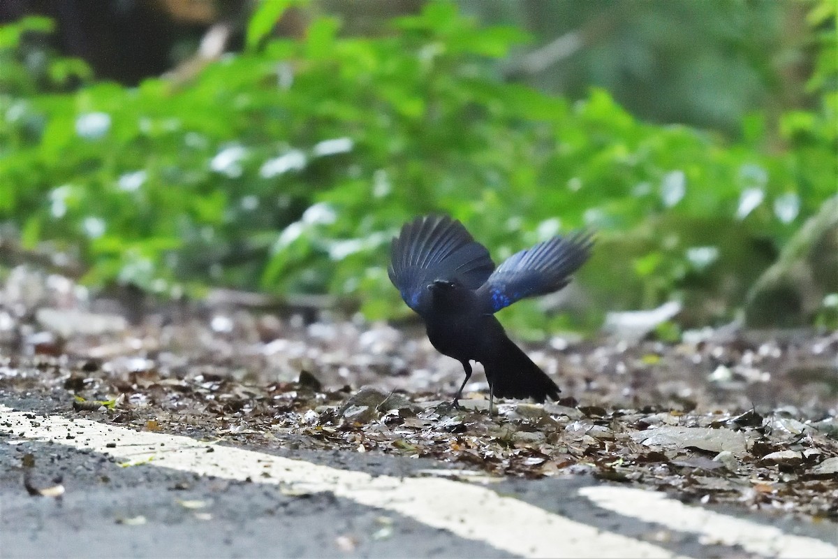 Тайваньская синяя птица - ML249900471