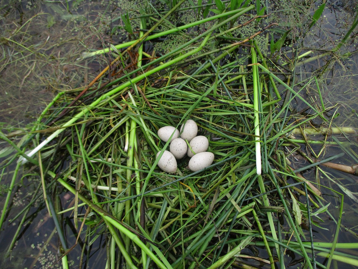 Eurasian Coot - ML249901911