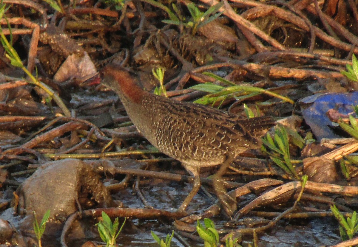 Slaty-breasted Rail - ML249902461