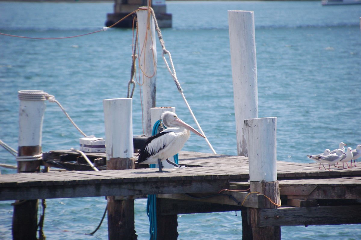 Australian Pelican - ML249902531