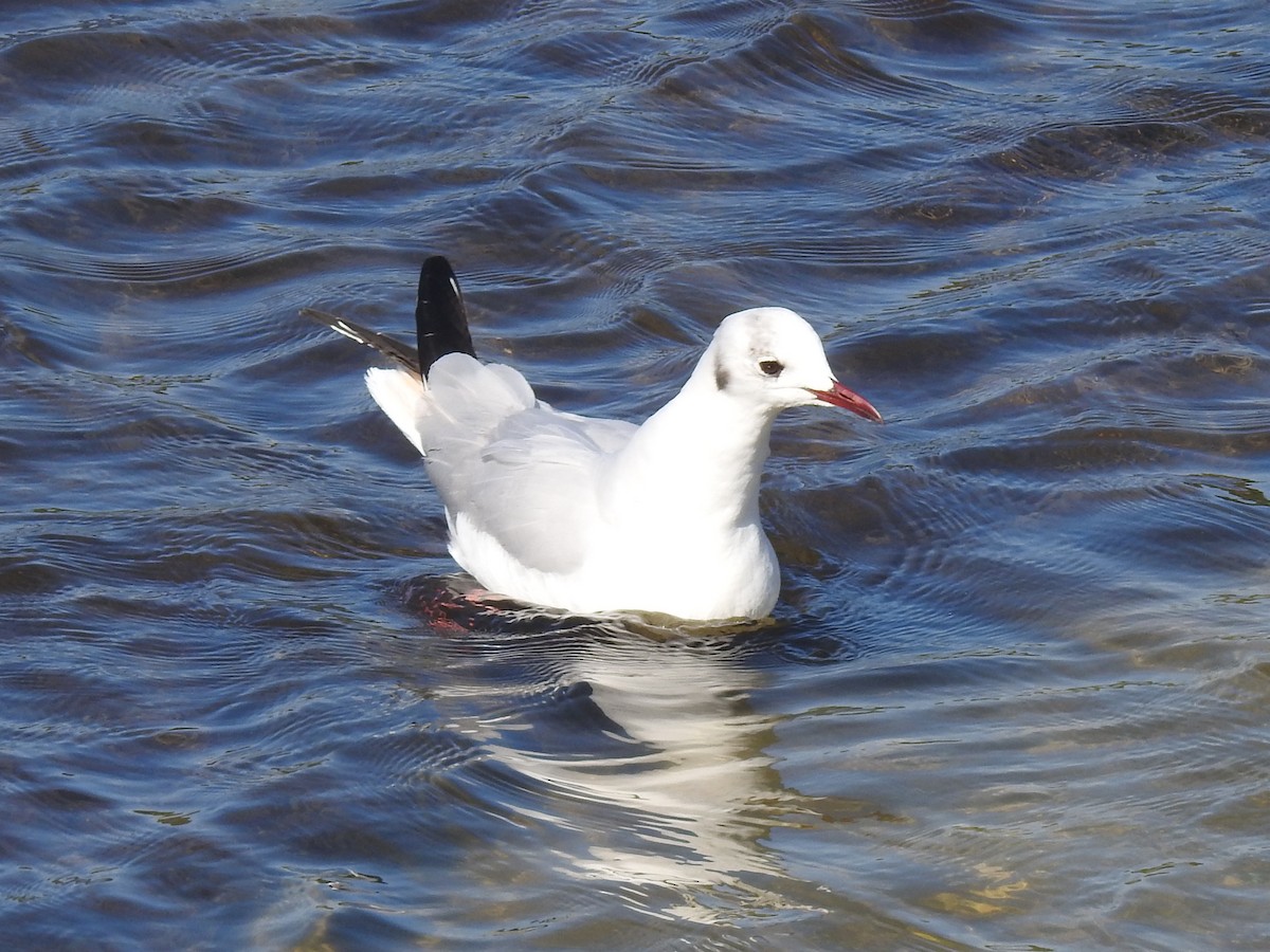 Gaviota Reidora - ML249903341