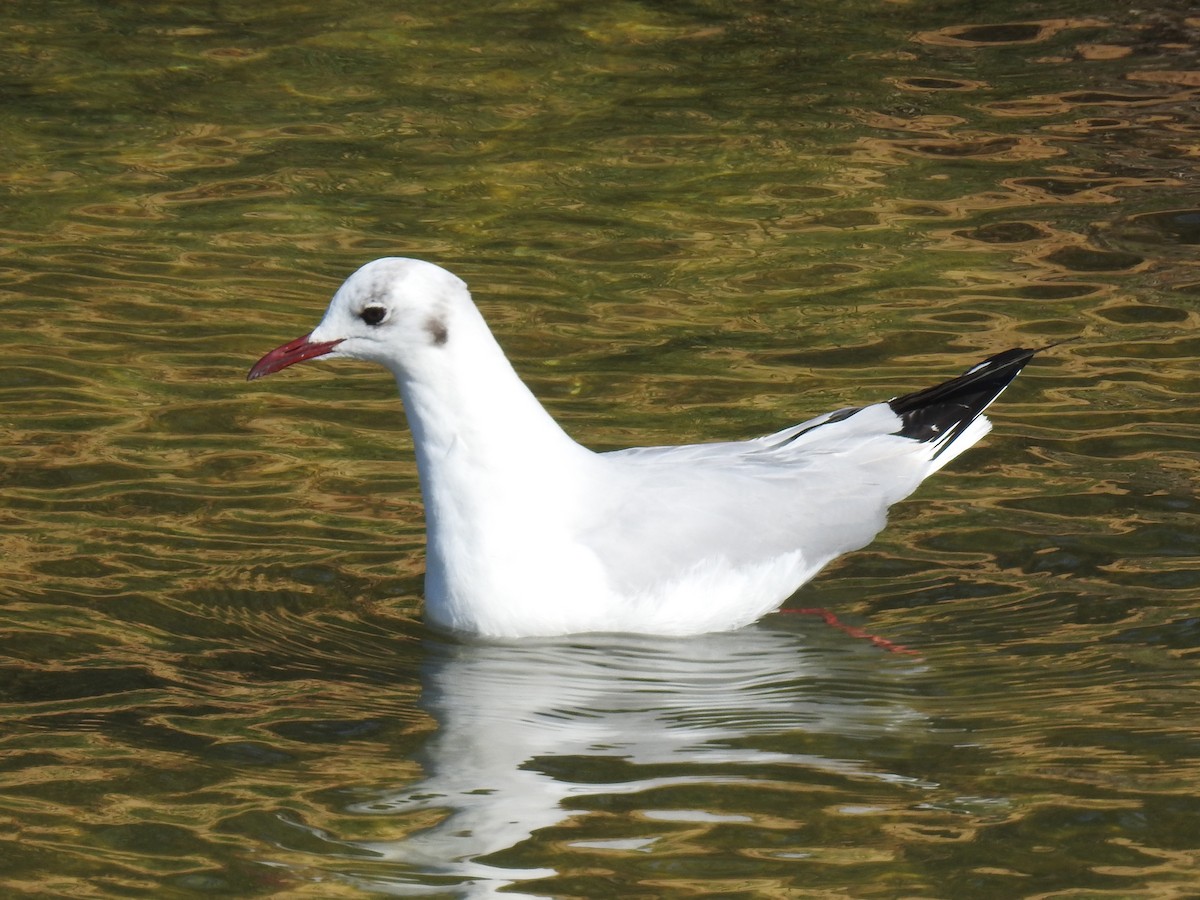 Black-headed Gull - ML249903371