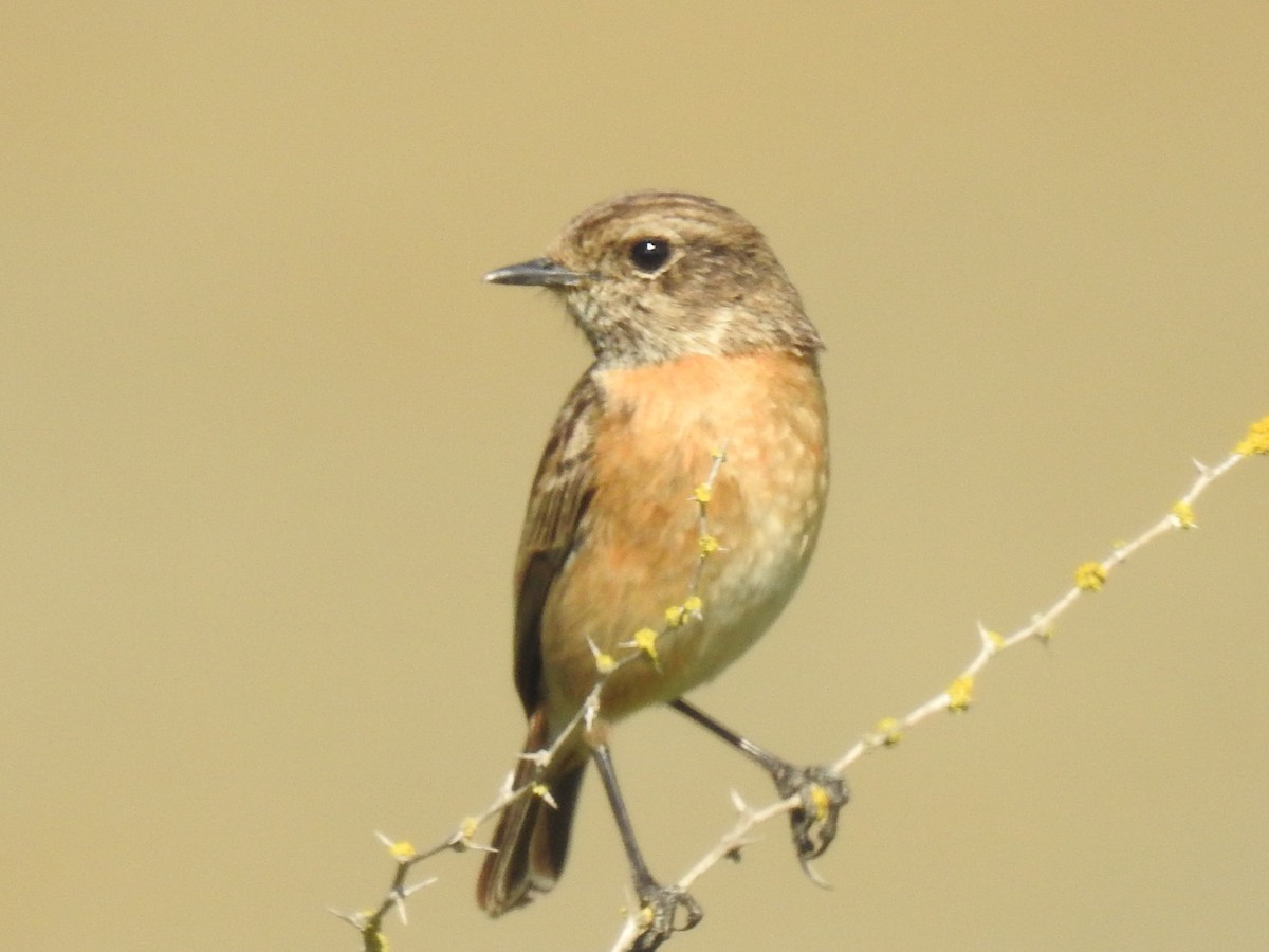 European Stonechat - ML249903431