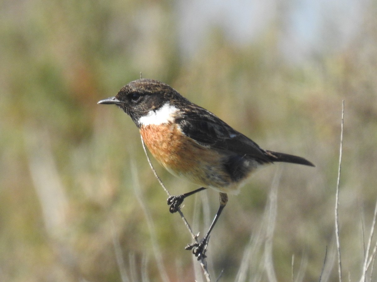 European Stonechat - ML249903511