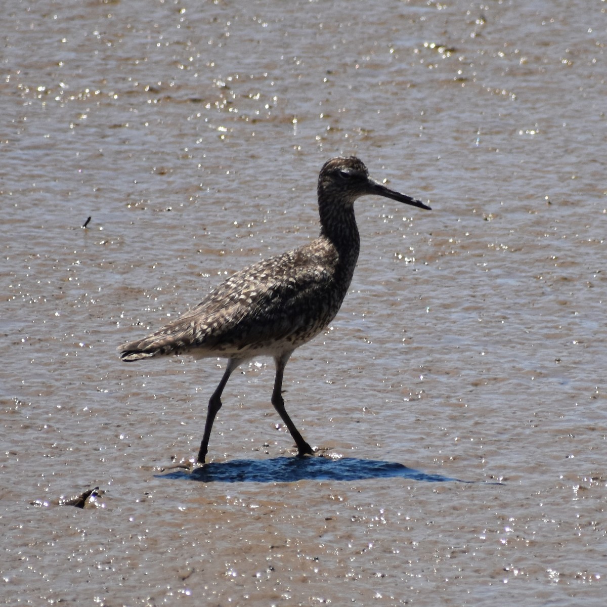 Willet - ML249906371