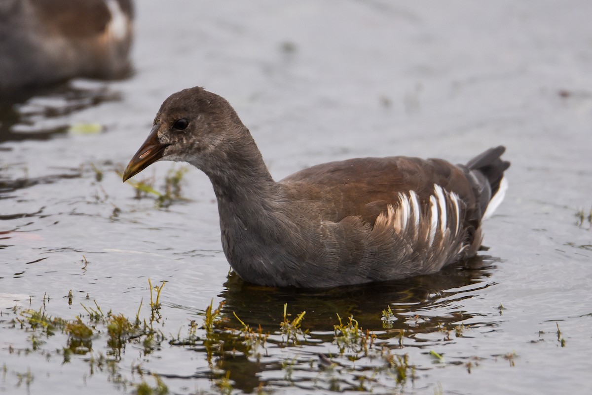 Gallinule d'Amérique - ML249906471