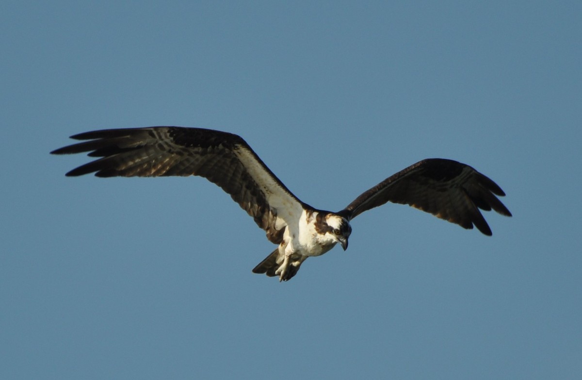 Osprey - Steven Pancol