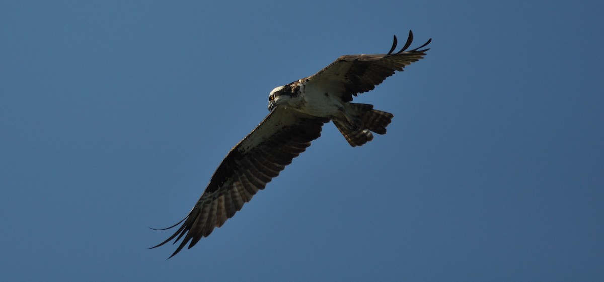 Osprey - Steven Pancol