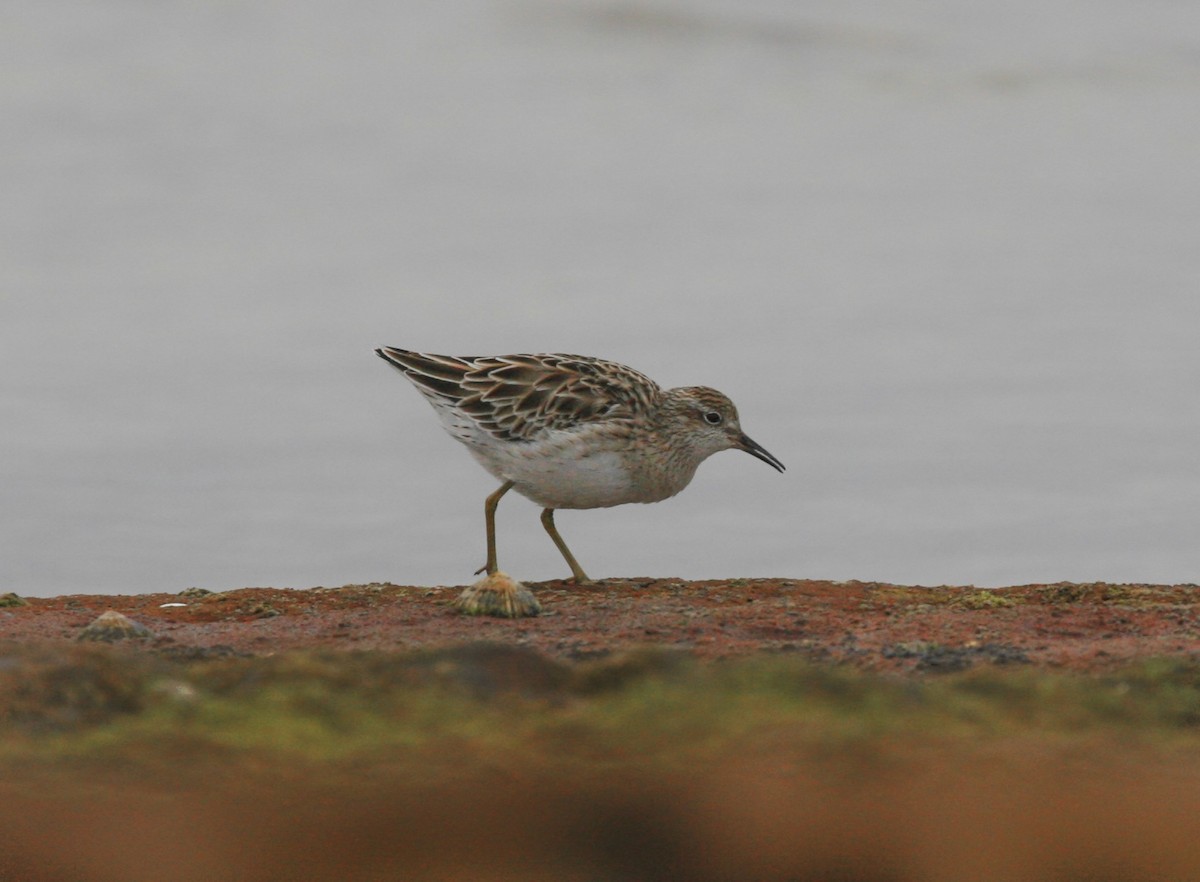 Sharp-tailed Sandpiper - Anonymous