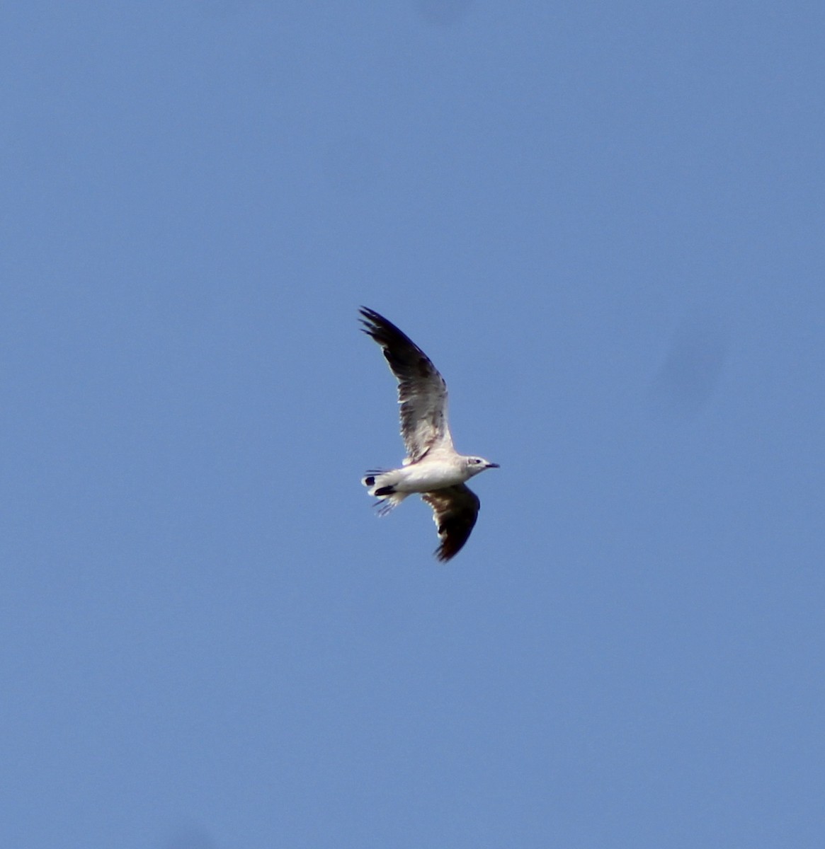 Gaviota Guanaguanare - ML249909791