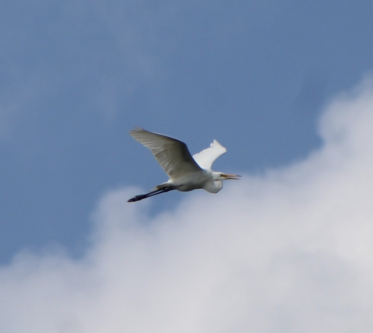 Great Egret - ML249909891