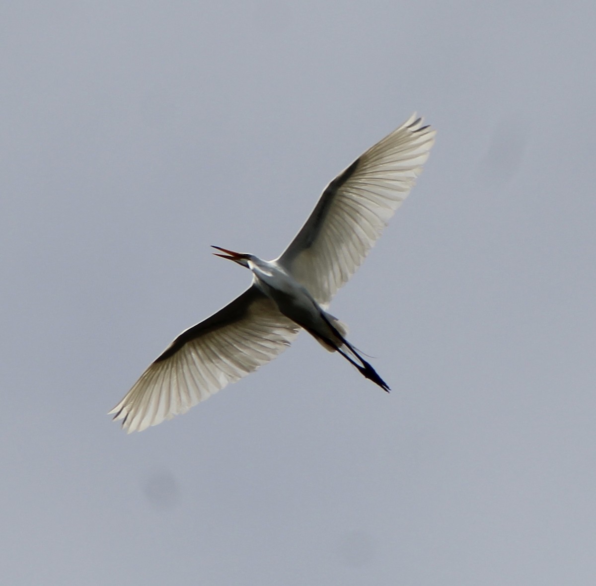 Great Egret - ML249909911