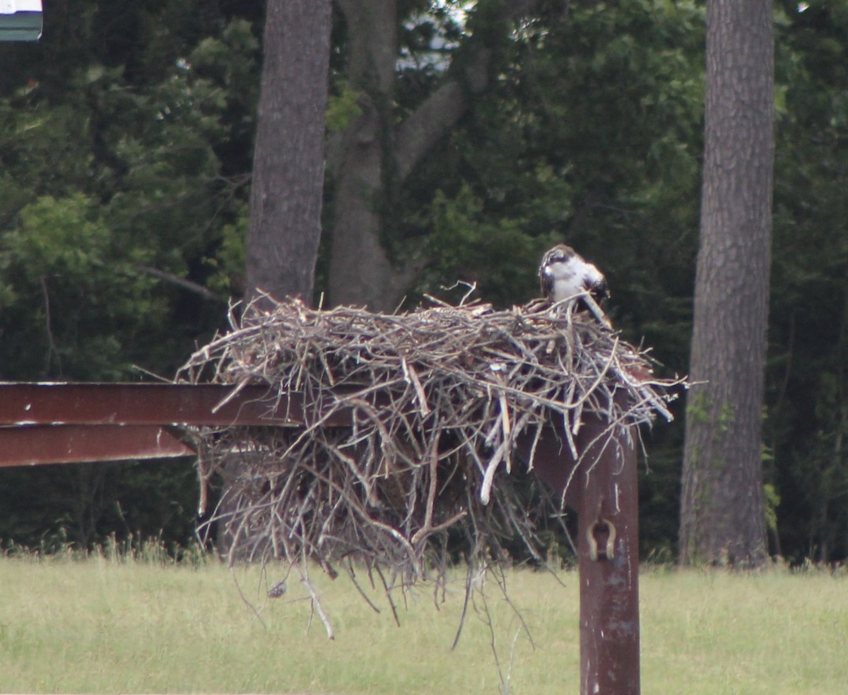 Osprey - ML249909981