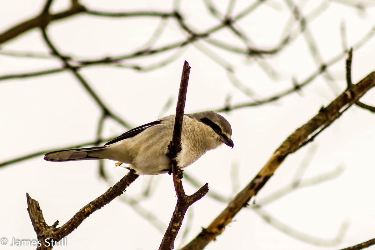 Northern Shrike - ML24991001