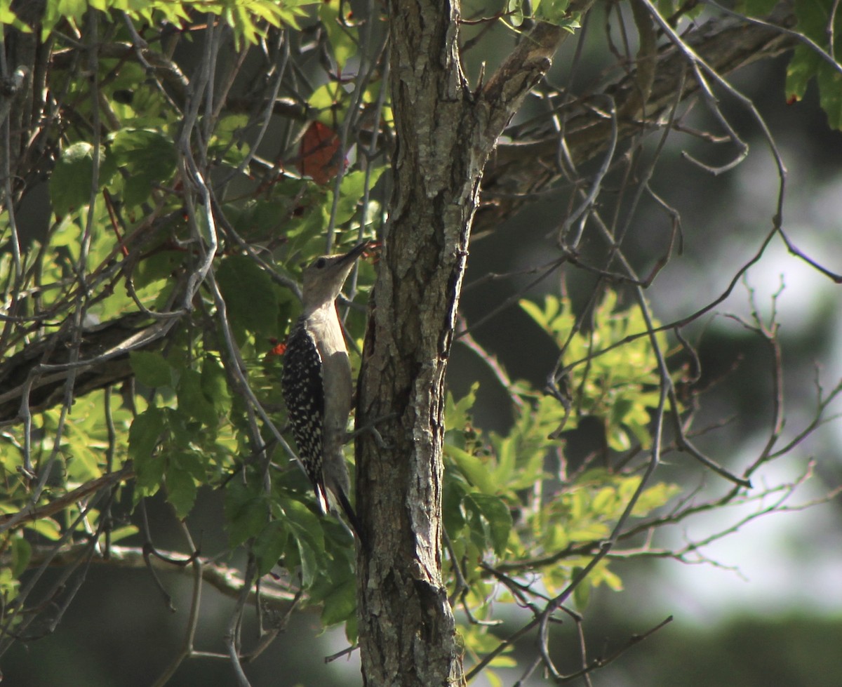 Red-bellied Woodpecker - ML249910241