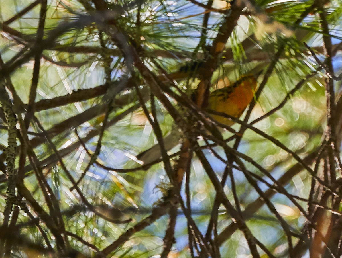 Blackburnian Warbler - ML249910441