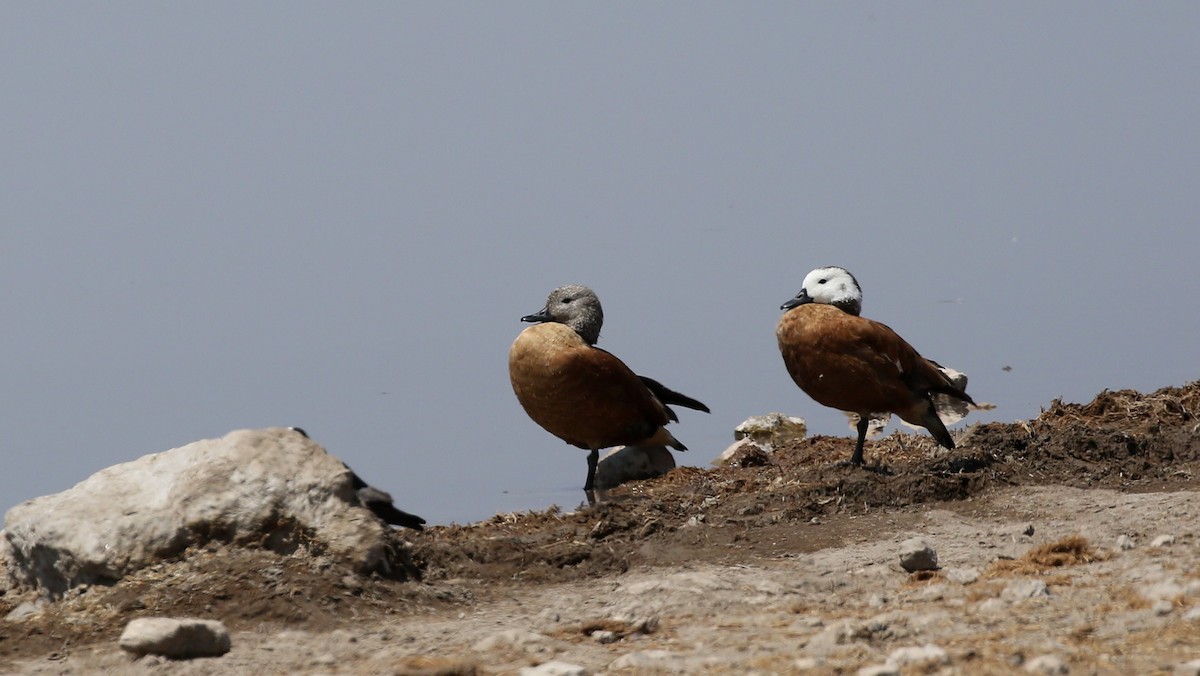 South African Shelduck - ML249911001