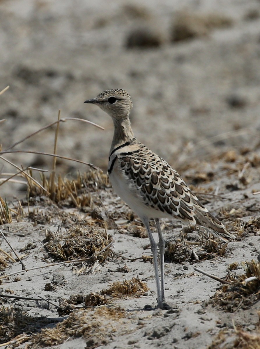 Double-banded Courser - ML249911101