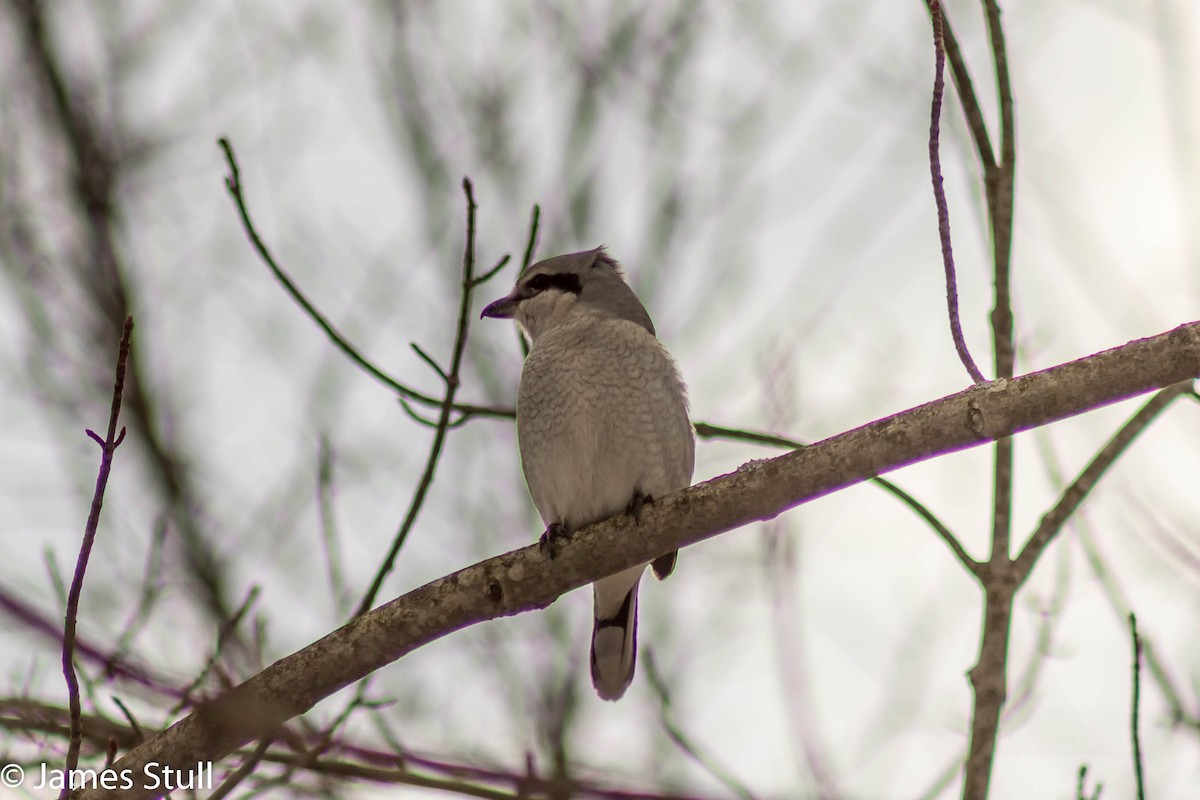 Alcaudón Boreal - ML24991141