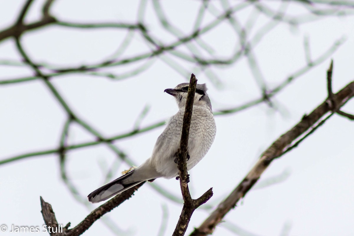 Northern Shrike - James E Stull