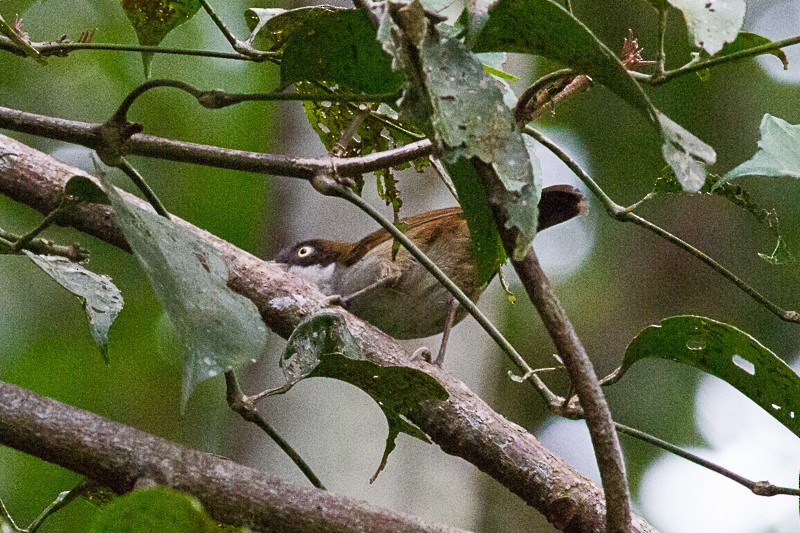 Dark-fronted Babbler - ML249912441