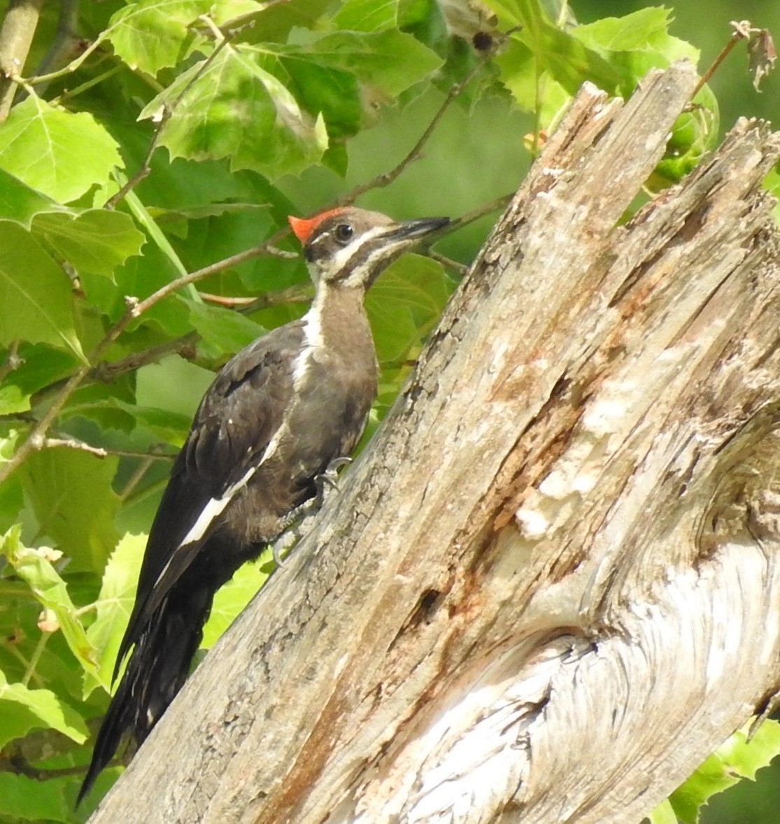 Pileated Woodpecker - ML249913331
