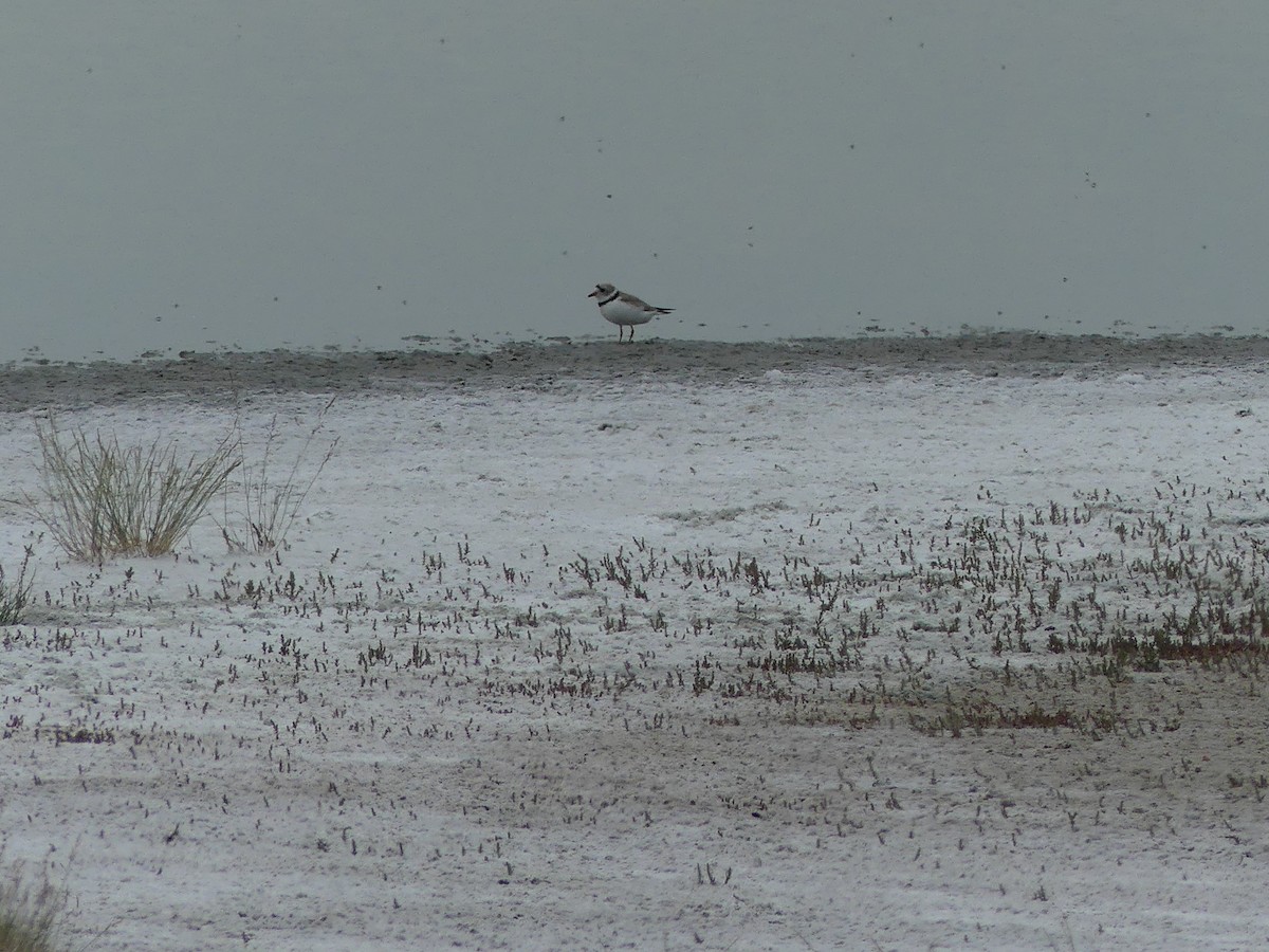 Piping Plover - ML249913461