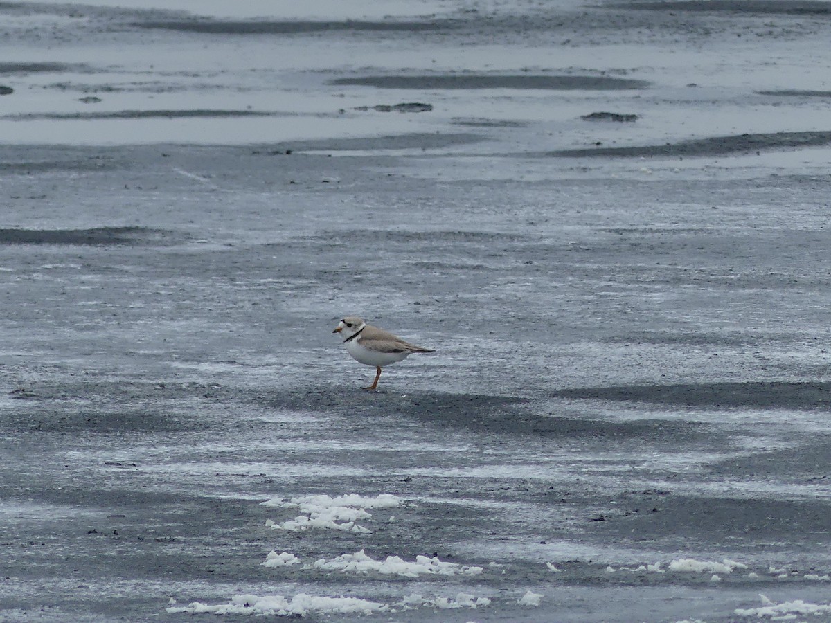 Piping Plover - ML249913961
