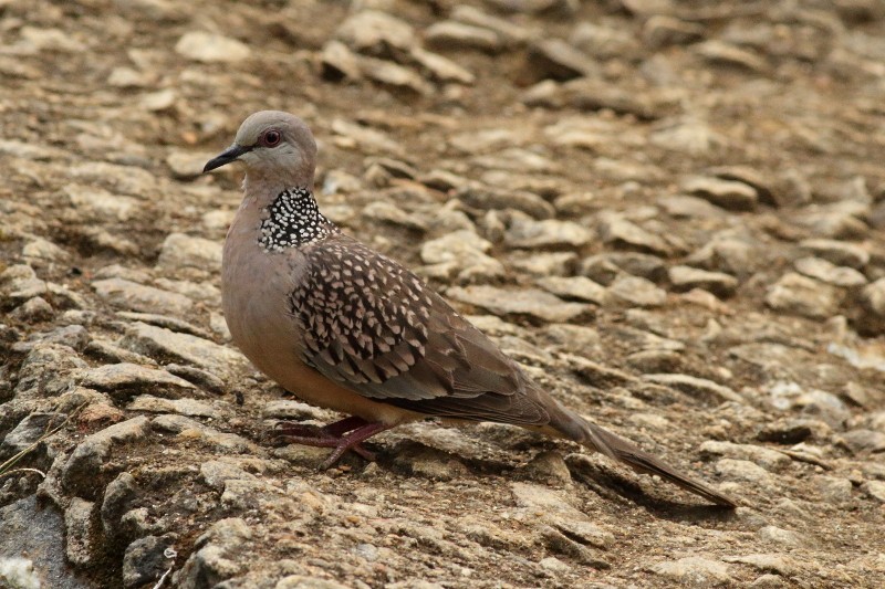 Spotted Dove (Western) - ML249914861