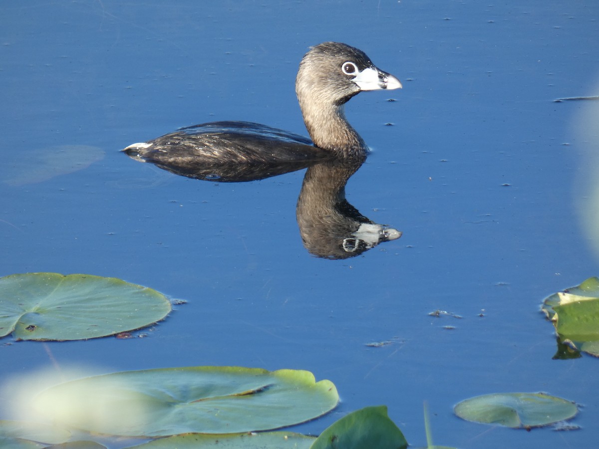 Pied-billed Grebe - David Riddle