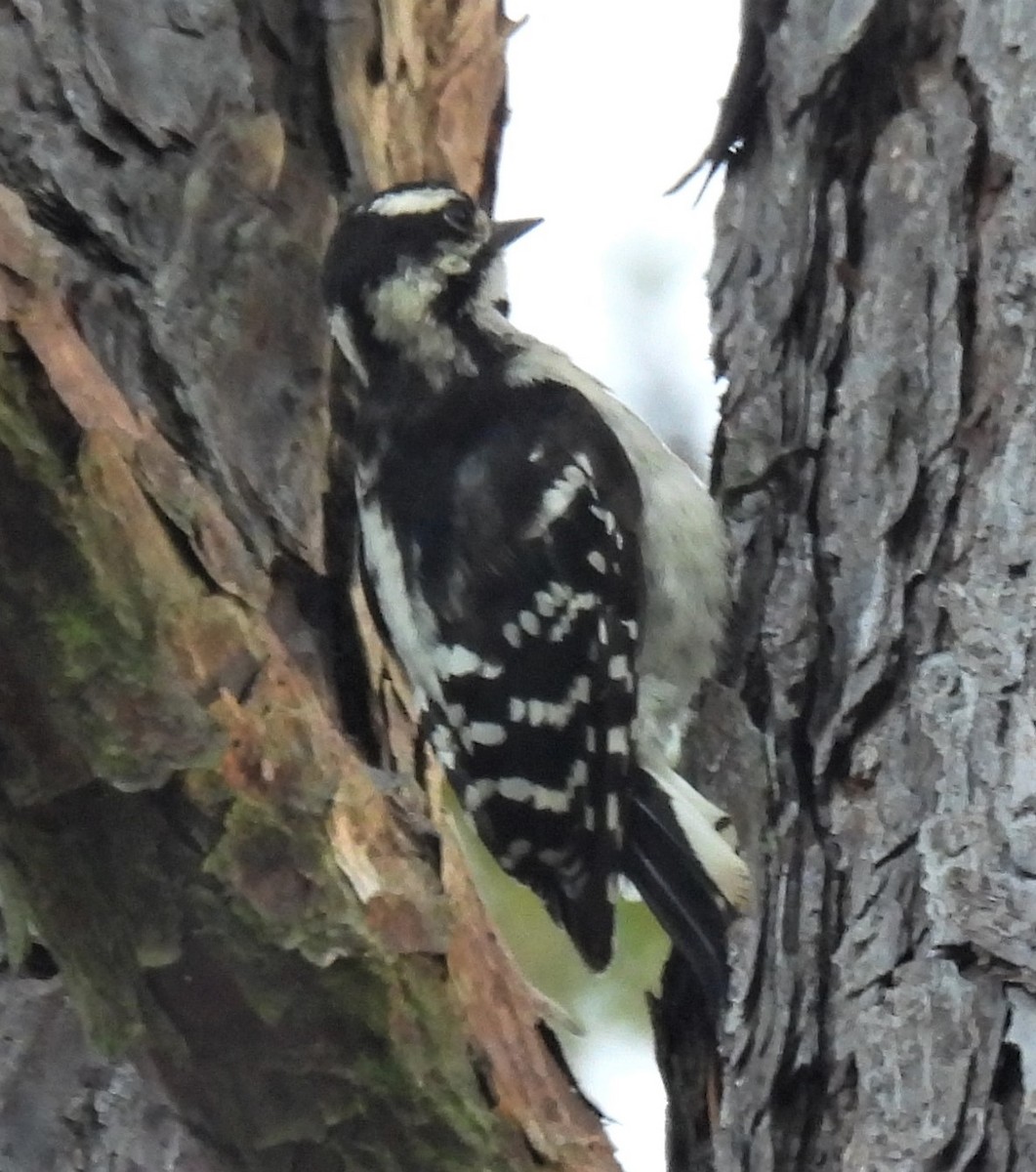 Downy Woodpecker - ML249916541