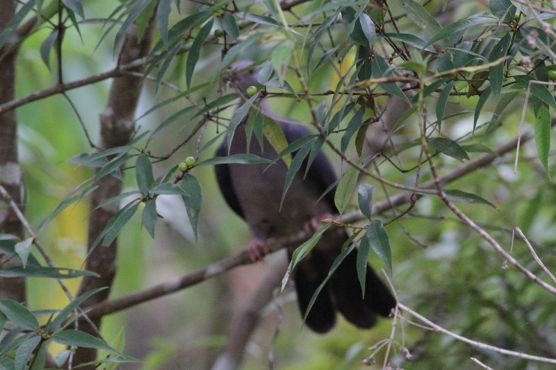 Sri Lanka Wood-Pigeon - ML249916671