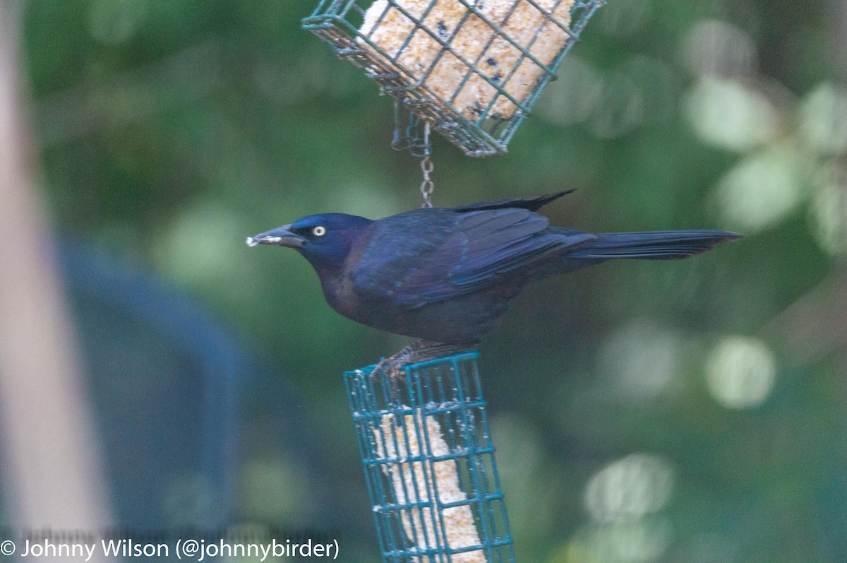 Common Grackle (Florida/Purple) - ML249917281