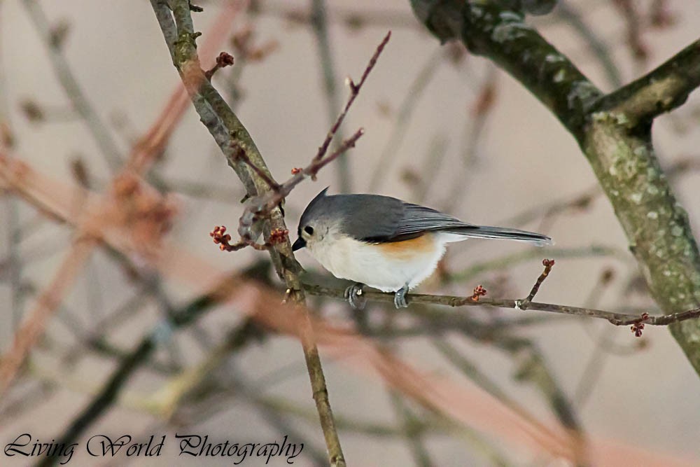 Tufted Titmouse - ML24991781