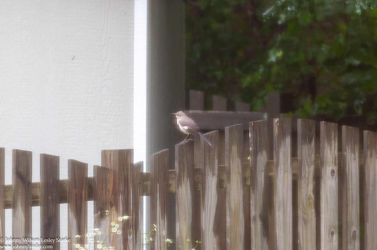 Northern Mockingbird - ML249918641