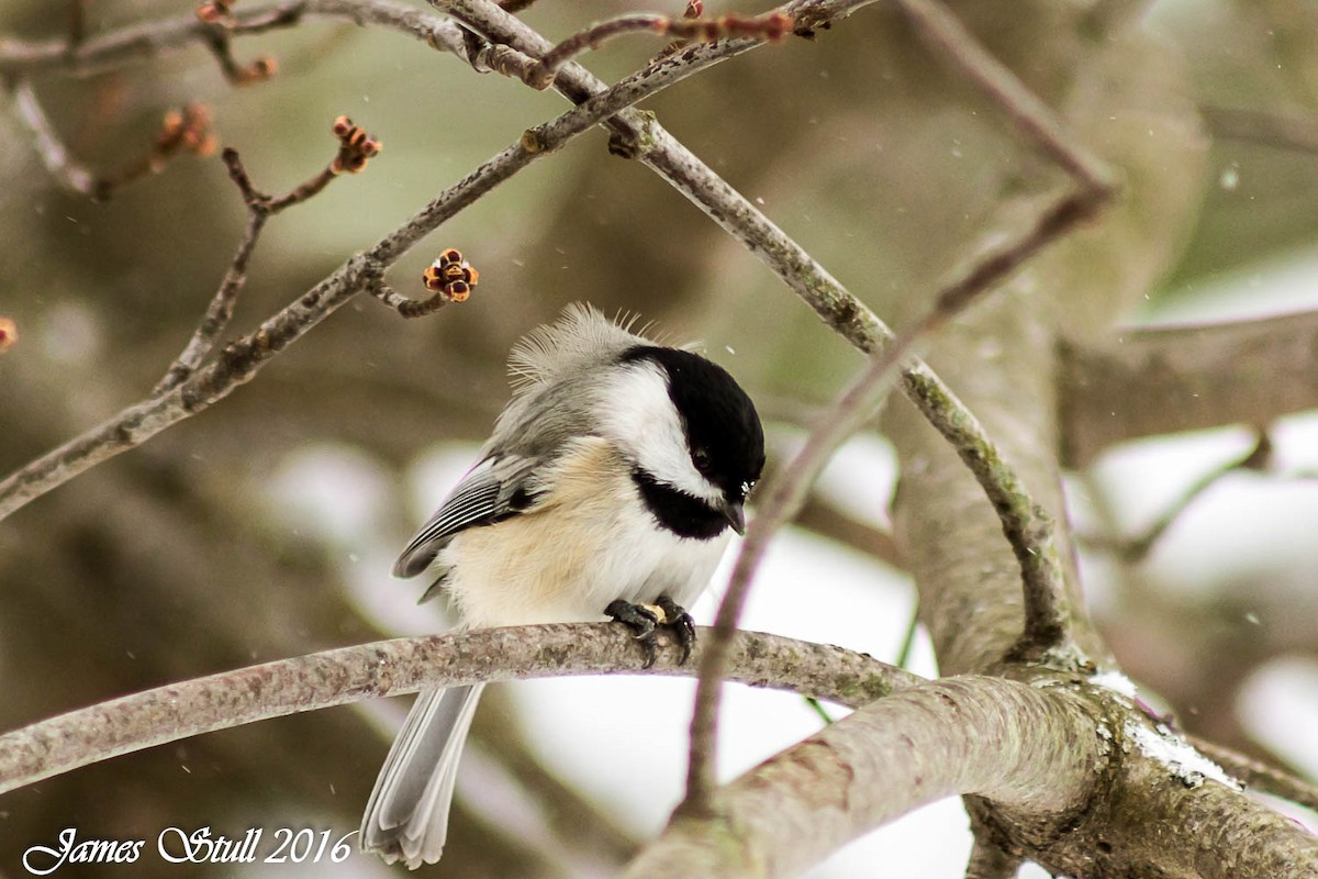 Carolina Chickadee - ML24991901